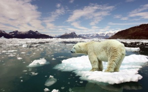 ice-floes-sea-water-melting-snow-polar-bear_1440x900